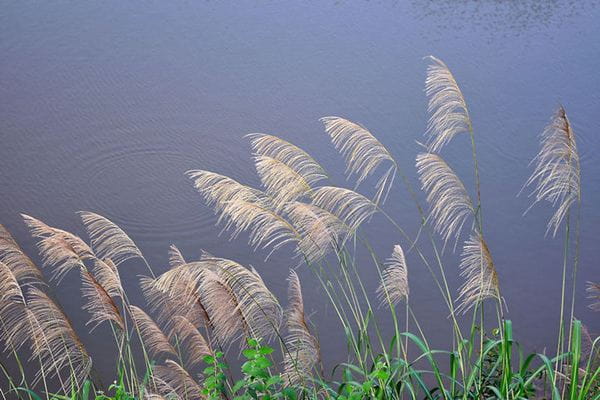 芦苇简介及生长习性
