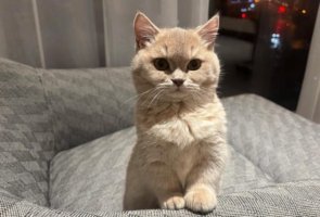 猫可以近亲繁殖吗？