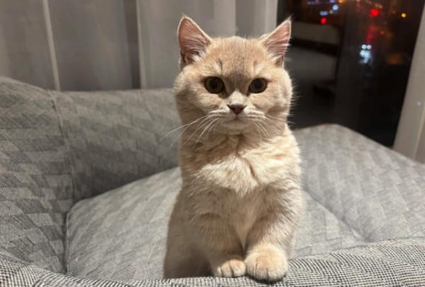 猫可以近亲繁殖吗？