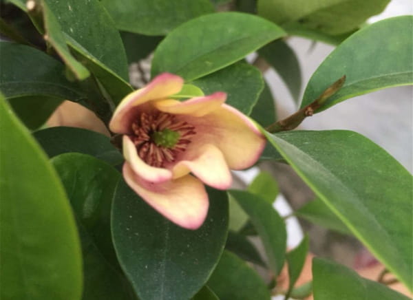 含笑花