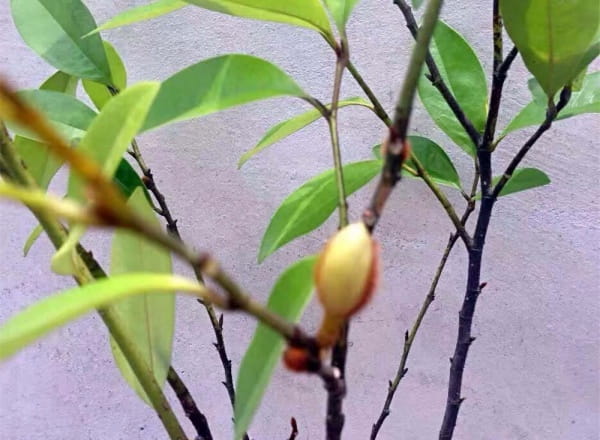 含笑花