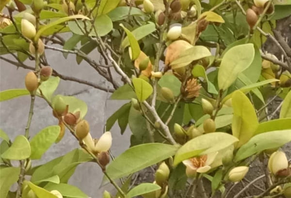 含笑花