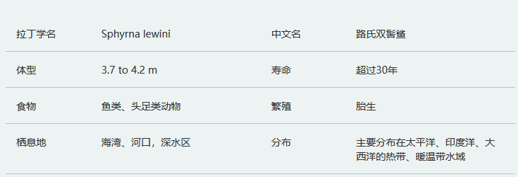 路氏双髻鲨简介及生活习性