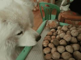 狗狗能吃核桃吗？狗狗吃核桃安全吗？