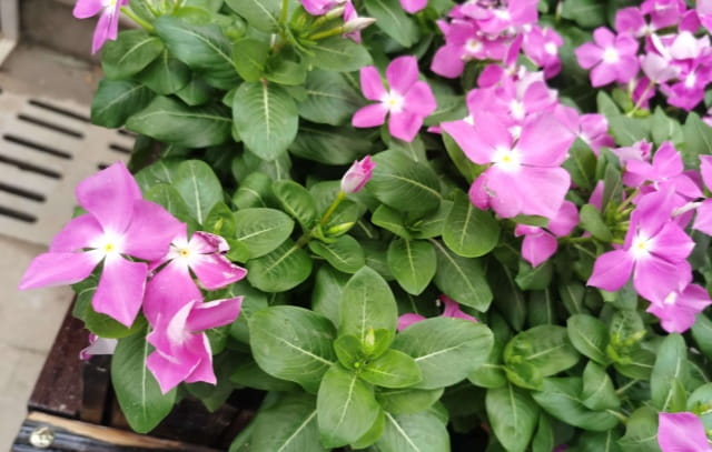 长春花的花语及传说