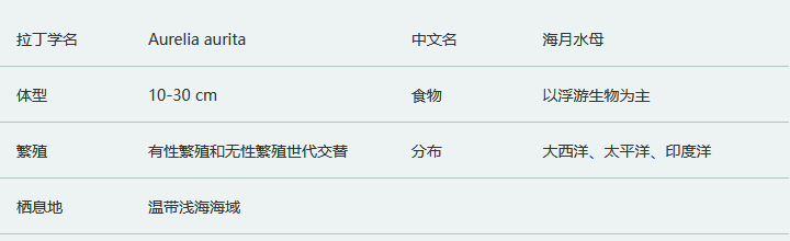 海月水母简介及生活习性