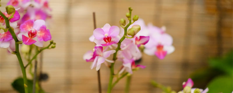 蝴蝶兰几点开花