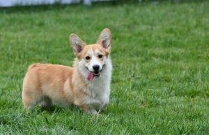 柯基犬容易死吗