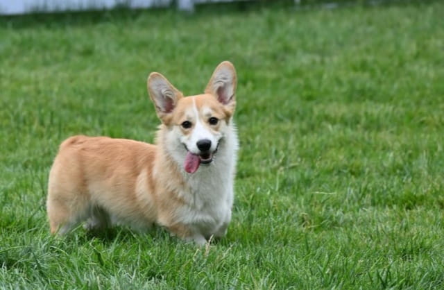 柯基犬容易死吗