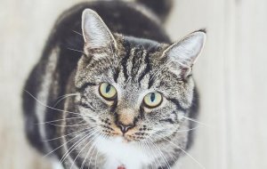 猫的世界是什么颜色的