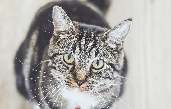 猫的世界是什么颜色的