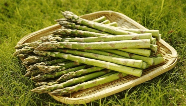 芦笋是什么植物