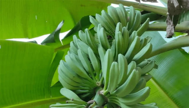 芭蕉结的果子能吃吗