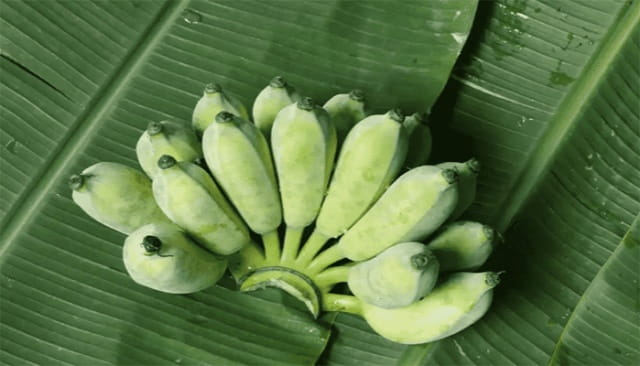 芭蕉结的果子能吃吗