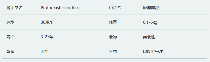 原瘤海星简介及生活习性