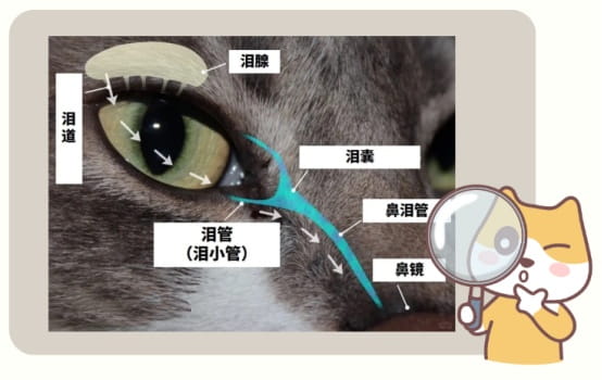 猫咪鼻泪管堵塞