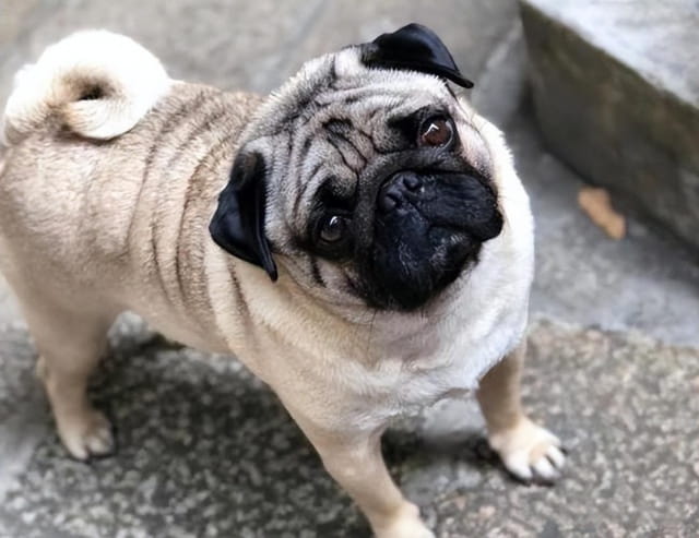 巴哥犬市场价多少钱一只？