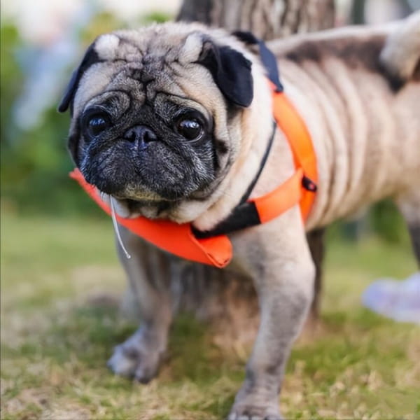 巴哥犬市场价多少钱一只？
