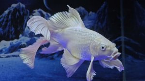 蝴蝶鲤怎么养