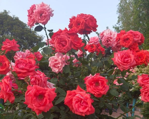 花为什么这么红