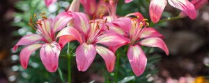百合花一年开几次花期
