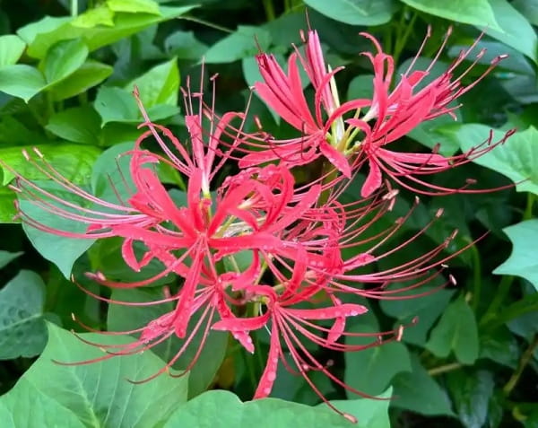曼珠沙华的花语是什么