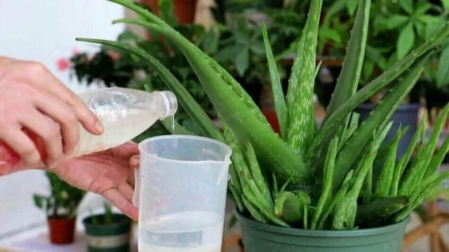 芦荟水浇多了怎么办