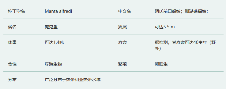 阿氏前口蝠鲼简介及生活习性