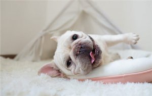 狗狗知道主人对它好吗?
