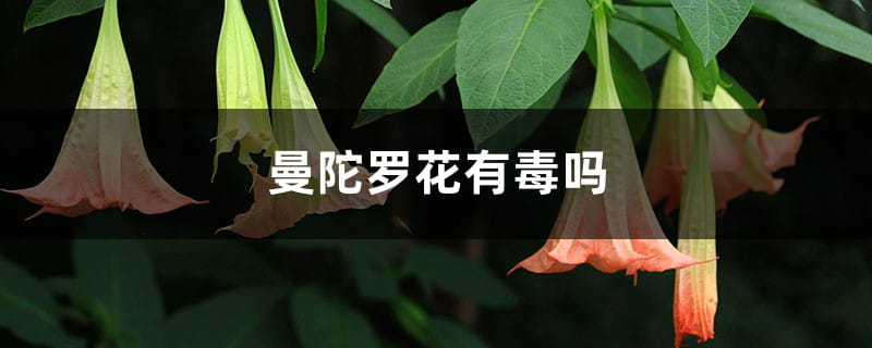 曼陀罗花有毒吗 曼陀罗花有毒吗