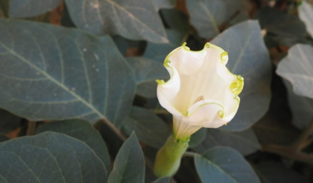 曼陀罗花有毒吗