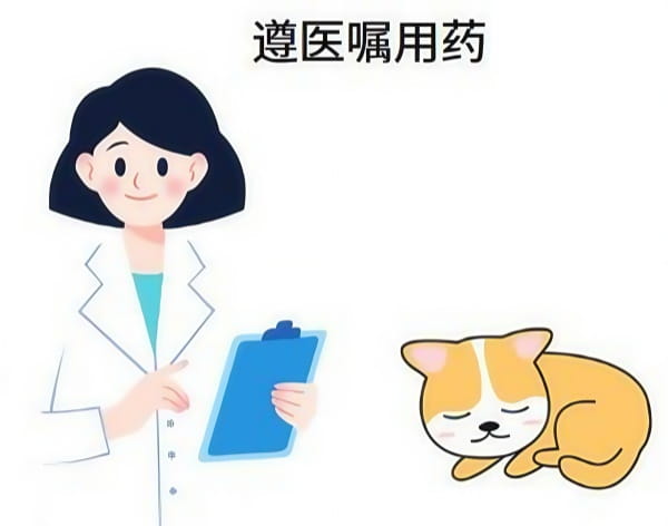 柯基掉毛严重怎么办？原因与解决方法全解析