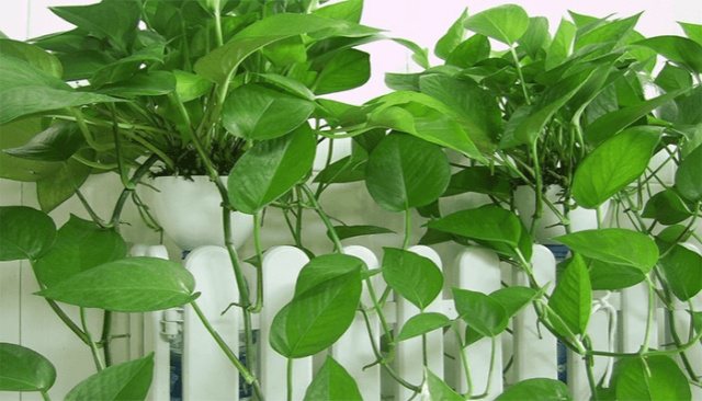 1_new.png 最耐阴的室内植物盆栽
