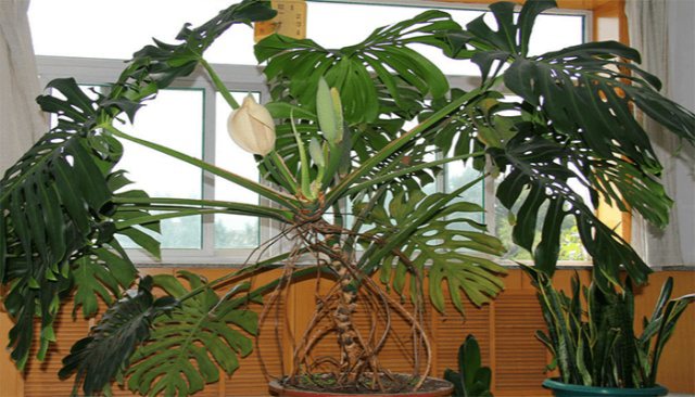 2_new.png 最耐阴的室内植物盆栽