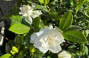 栀子花简介及生长习性