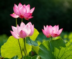 荷花简介及生长习性