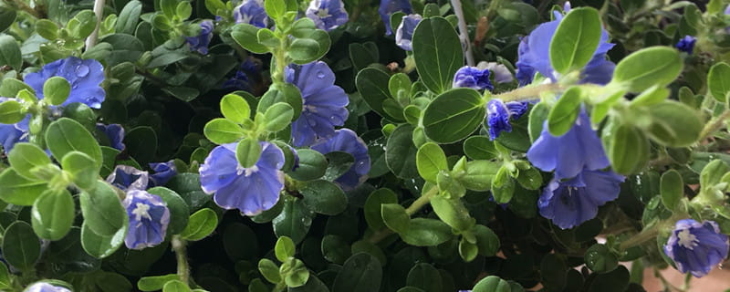 蓝星花的花语