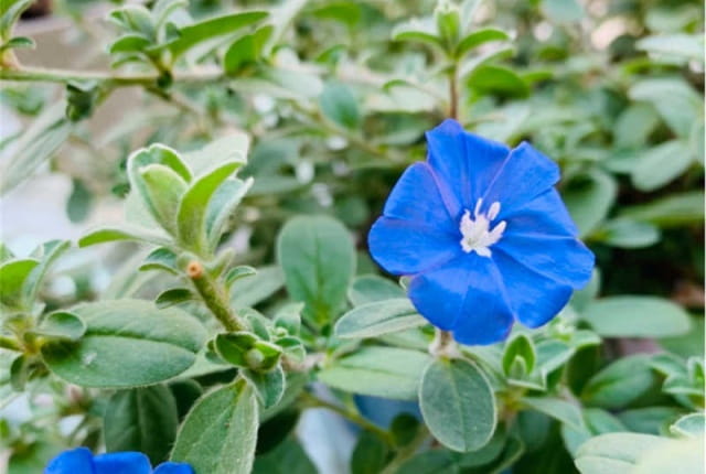 蓝星花的花语