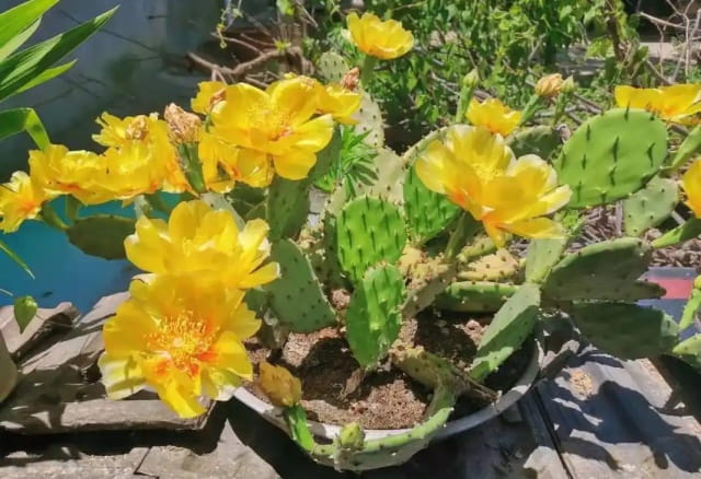 仙人掌的花语象征与寓意