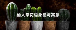 仙人掌的花语象征与寓意
