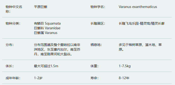 平原巨蜥简介及生活习性