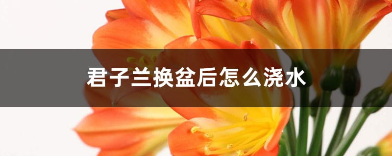 君子兰换盆后怎么浇水 君子兰换盆后怎么浇水