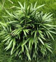 棕竹对温度的要求