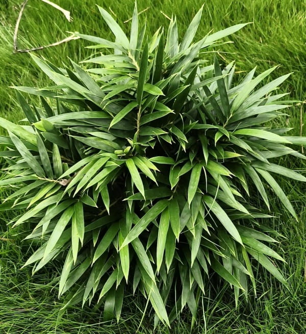 棕竹对温度的要求