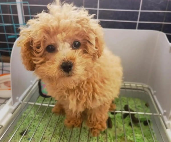 狗鼻子干怎么办