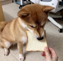 狗可以吃吐司面包吗