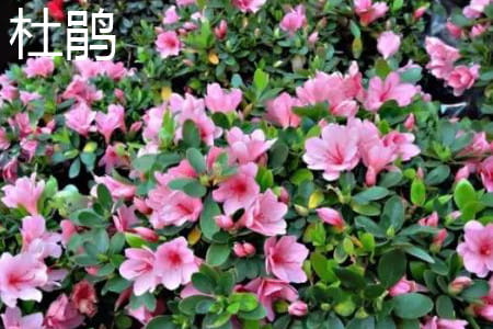 杜鹃 杜鹃