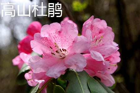 高山杜鹃 高山杜鹃