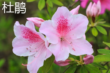 杜鹃 杜鹃
