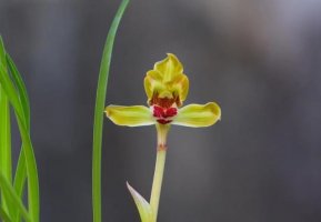 豆瓣兰简介及生长习性